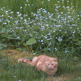 photo of an orange cat in some flowers