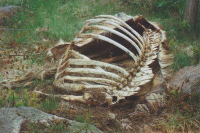 carcass.jpeg
