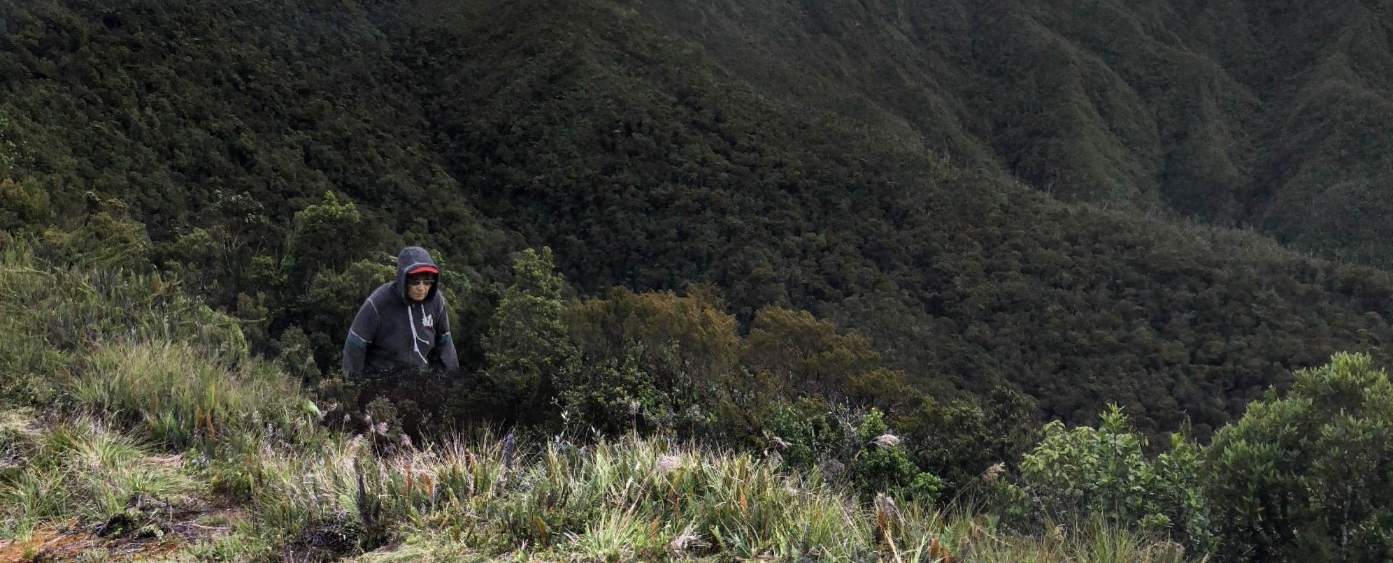 view high on a mountain. there's thick underbrush. a man looks at the camera, although the bottom part of him is missing from the photo.